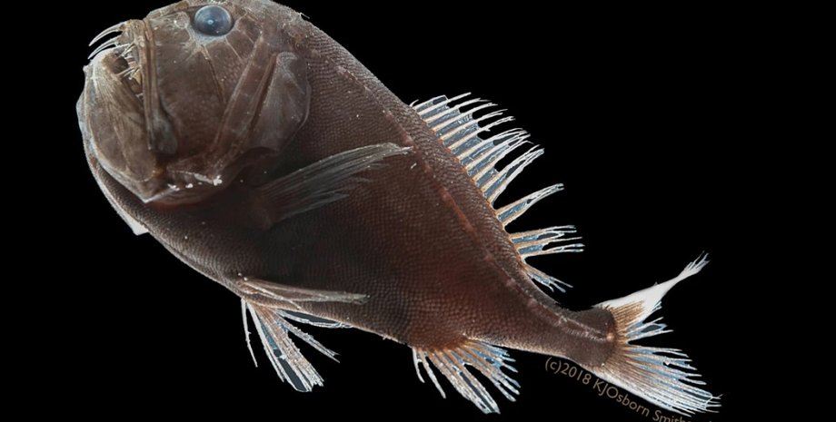 Фото: Karen Osborn, Smithsonian