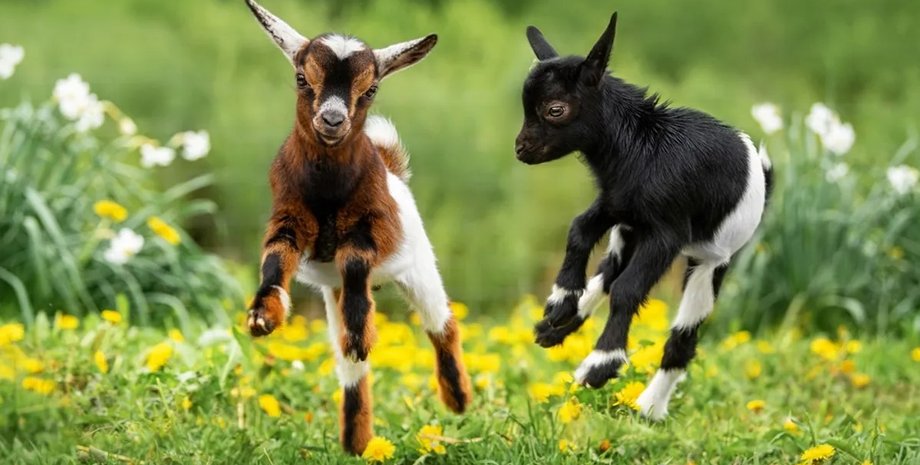 животные, близнецы, животные близнецы