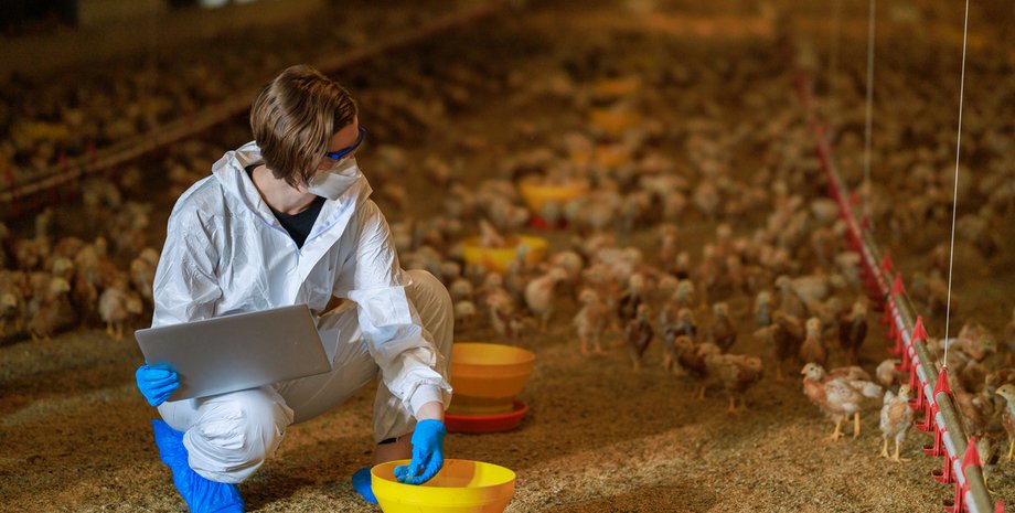 експорт, курятина, птахівництво, скасування торговельного безвізу