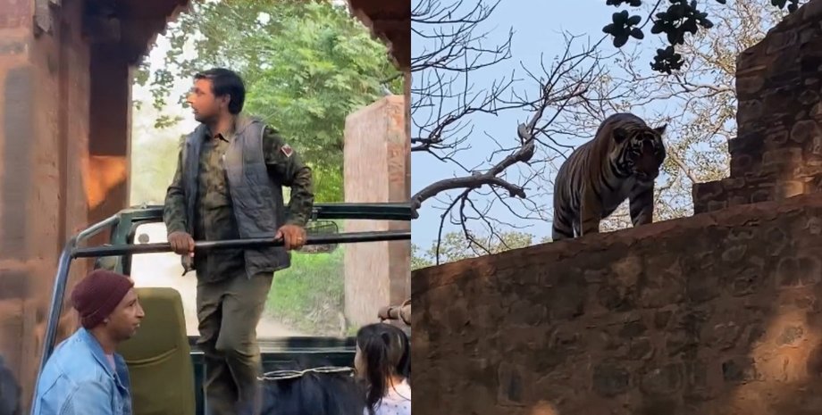 Тигр испугал туристов своим появлением, однако дальше произошло неожиданное