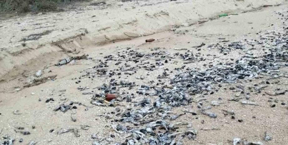 Бички, Бердянськ, мор риби