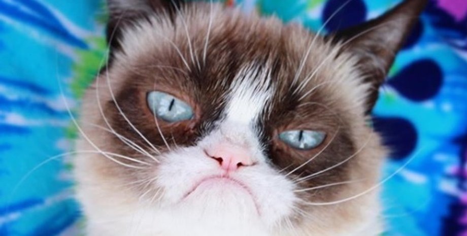 Фото: Instagram/realgrumpycat