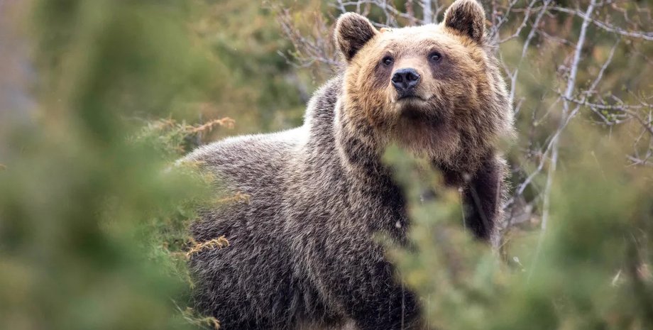 апеннінські ведмеді
