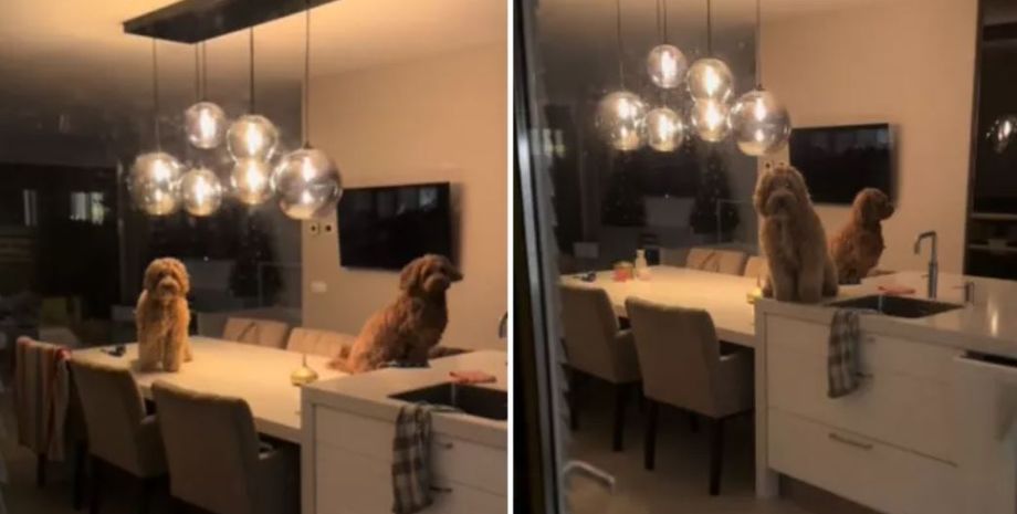 Женщина показала, что собаки делают, когда ее нет дома, курьезное видео, приколы, смешные истории