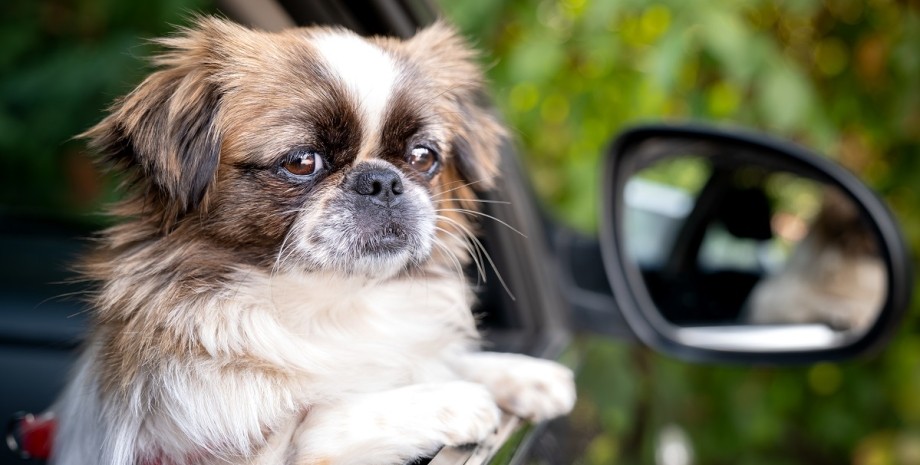 Які машини найкраще підходять для собак