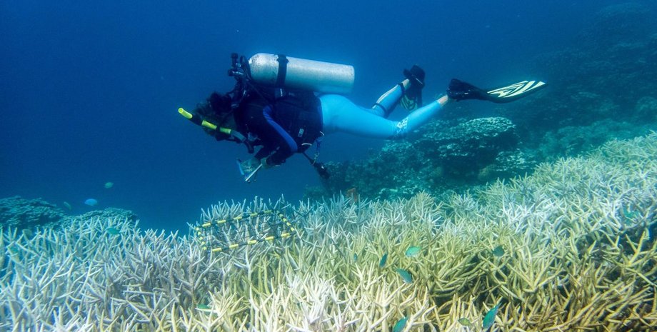 оцінка коралового рифу