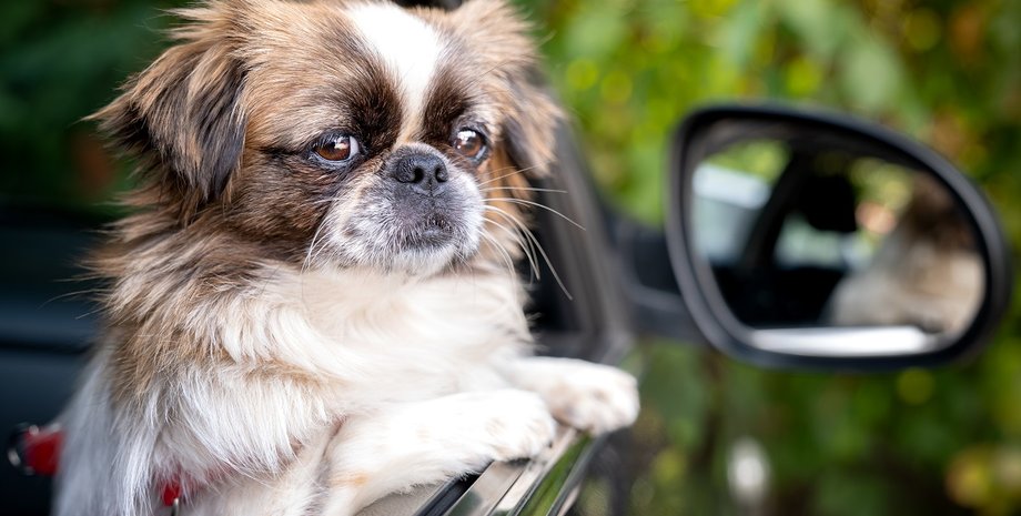 Какие машины лучше всего подходят для собак
