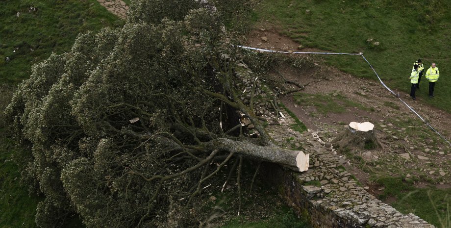 Sycamore Gap, дерево Sycamore Gap, дерево, вандали
