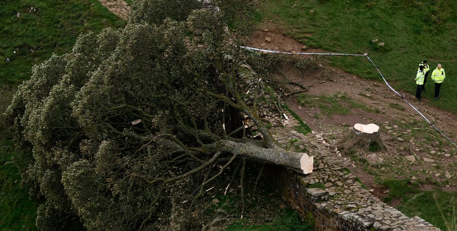 Sycamore Gap, дерево, вандалы