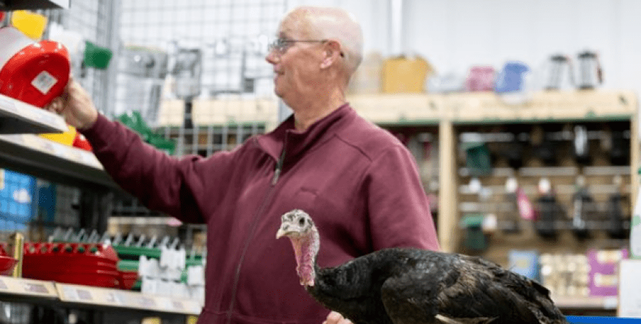 індичка магазин індичка магазин, вихованець, птах вихованець, індичка вихованець, індичка вихованець