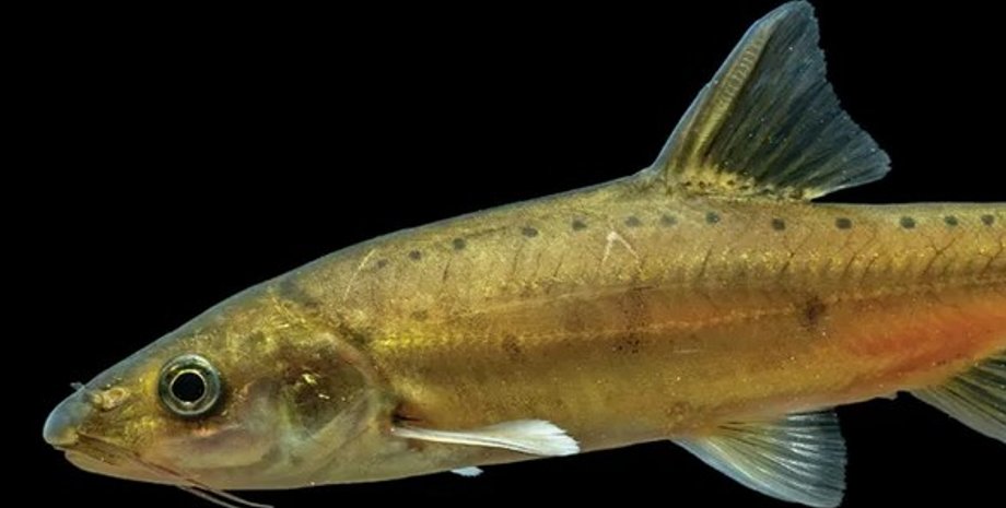 риба Sinocyclocheilus xingrenensis новий вид