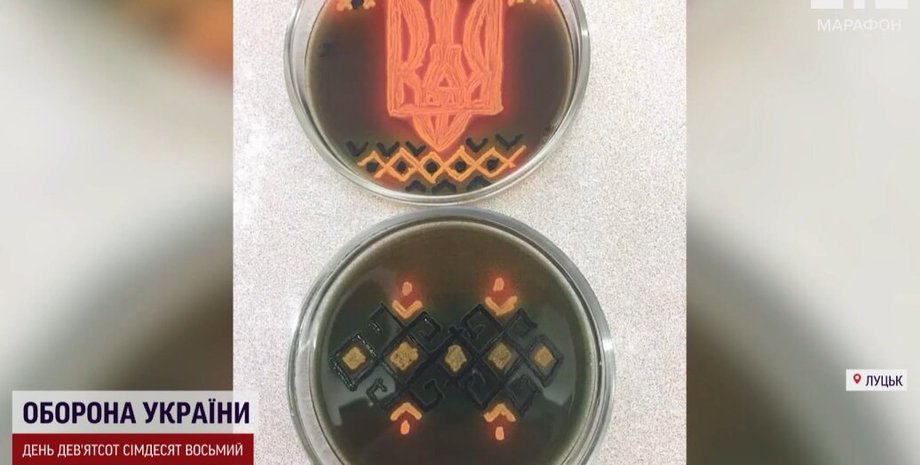 новини луцька, жінка вишиває бактеріями, вишивання, стафілококи вишивка