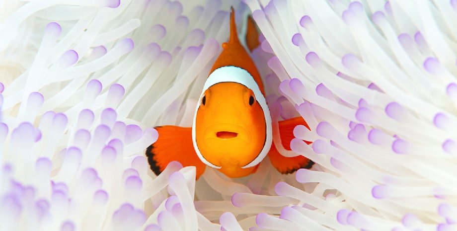 Рафаэль Кабальеро