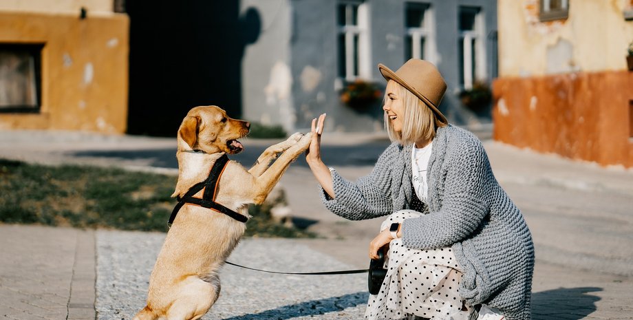 Собака, домашні тварини, дресирування собаки, дресирування тварин, собака дає лапу, дитячий садок для тварин,