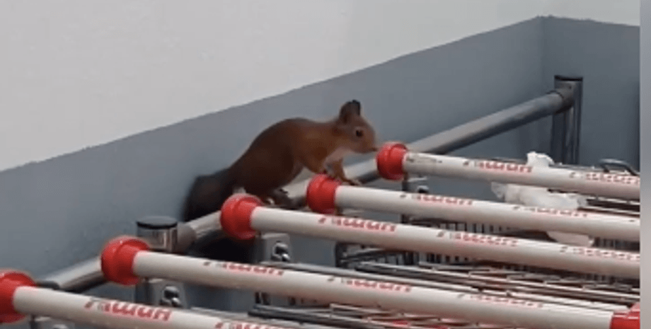 белка, супермаркет, харьков, ашан