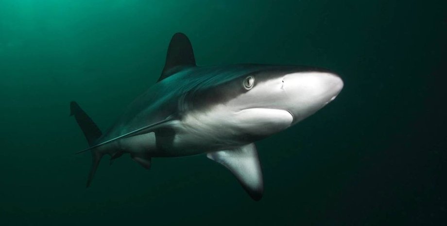 темная акула в океане