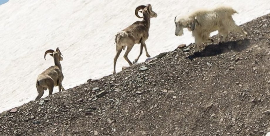 кози, гірські кози