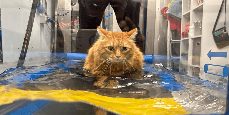 Кіт із зайвою вагою, кіт на дієті, тренажер для тварин, кіт на біговій доріжці, домашня тварина, дієта для тварин,