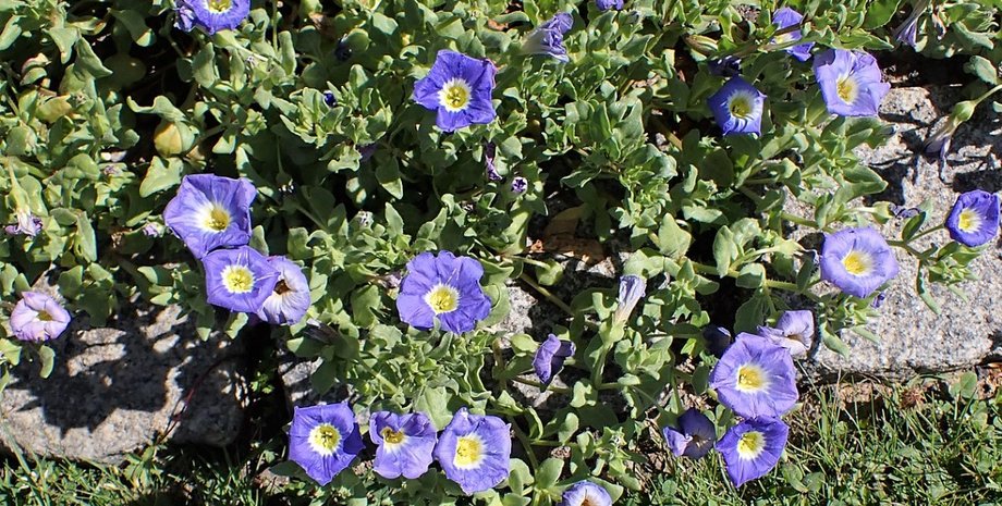 пустеля атакама, квіти в пустелі