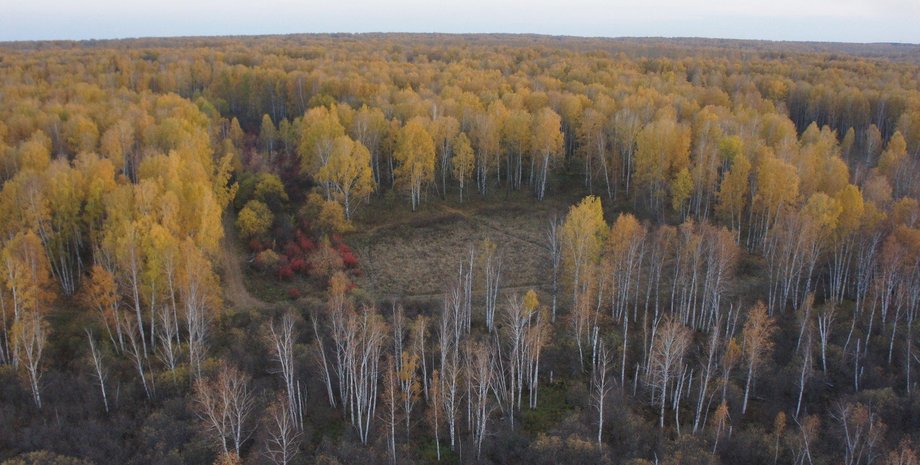 окопы в Рыжем лесу