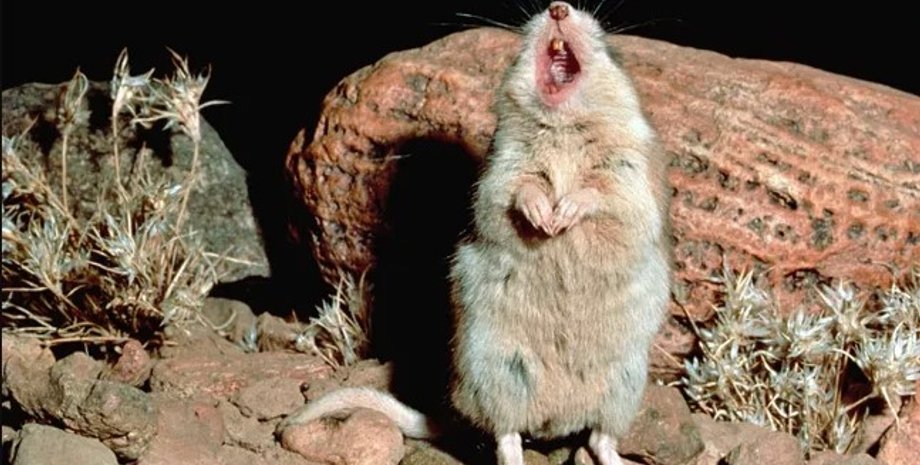 южная мышь-кузнечик, мышь-скорпион