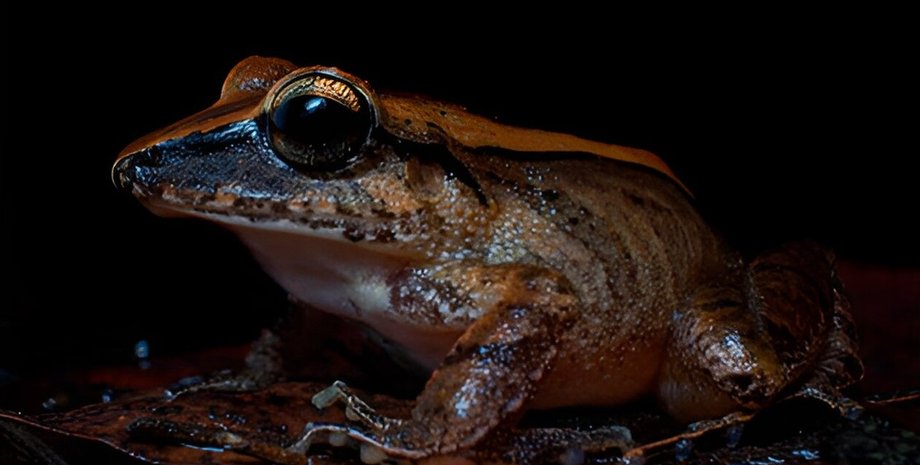 лягушка, листовая лягушка