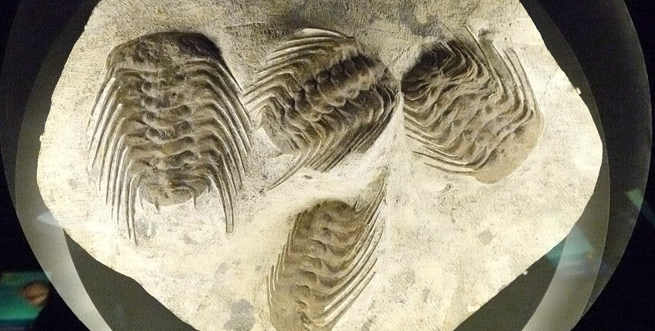 окаменелость, исследование, палеонтология, древние животные, останки