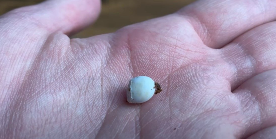 Гекконы, рептилии, эксперимент, блогеры, курьезные истории, приколы, исследования дикой природы, видео