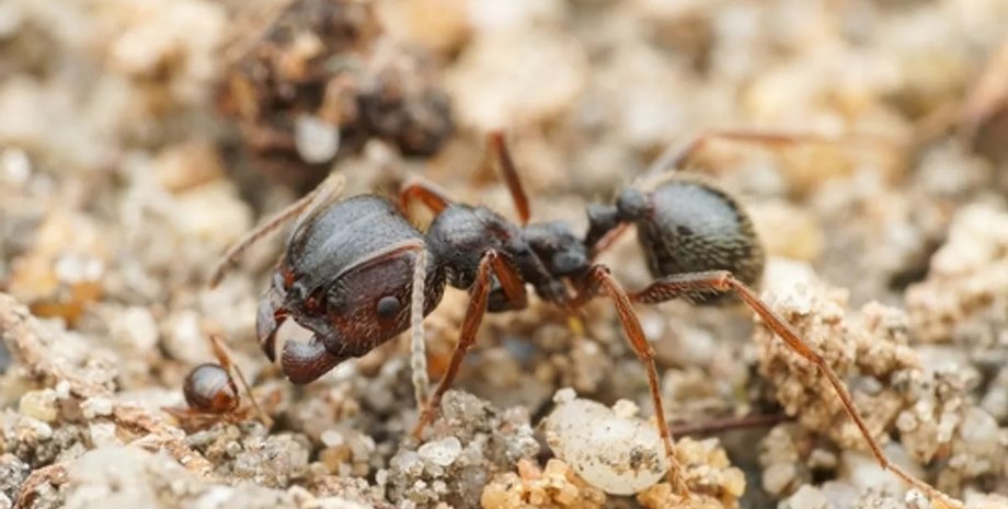 муравьи жнецы королева