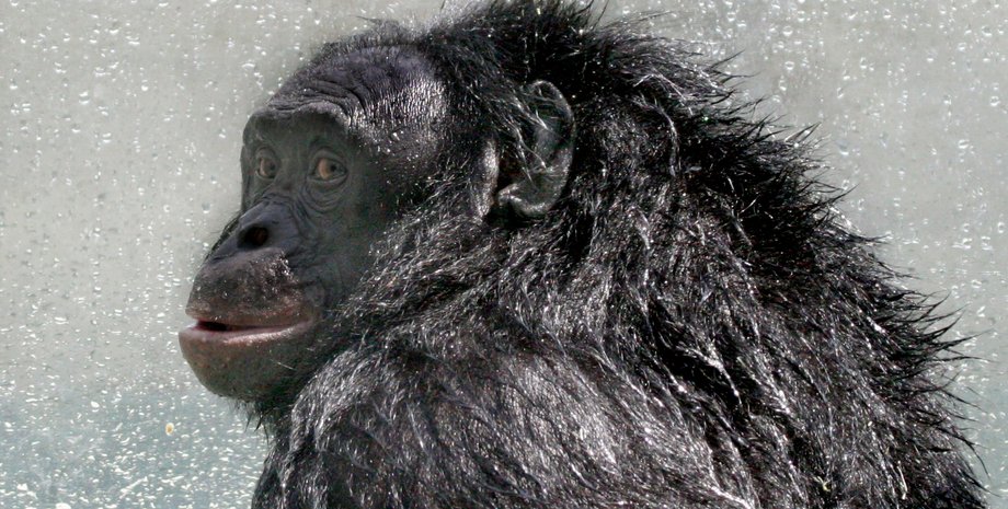 канзи бонобо