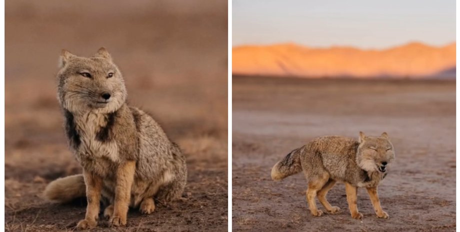 Наймиліша посмішка з високогір'я: фотограф показав рідкісні кадри тибетської лисиці