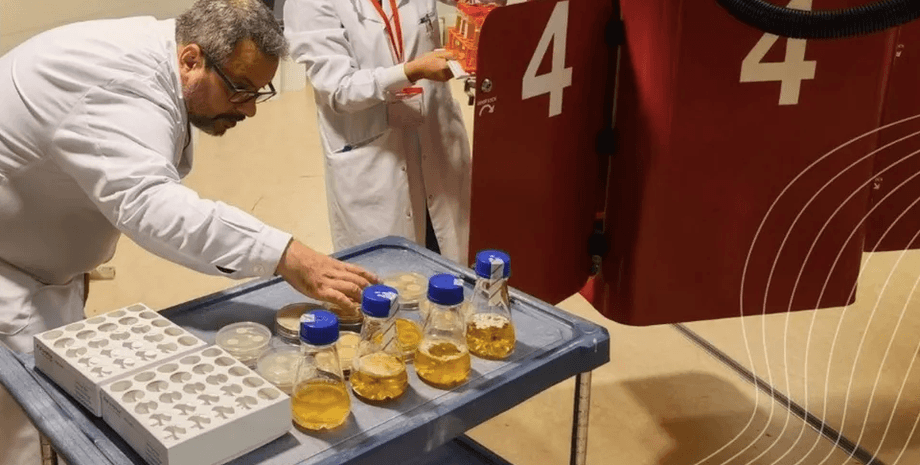 ЕКА исследует, как грибковые колонии растут в условиях "гипергравитации"