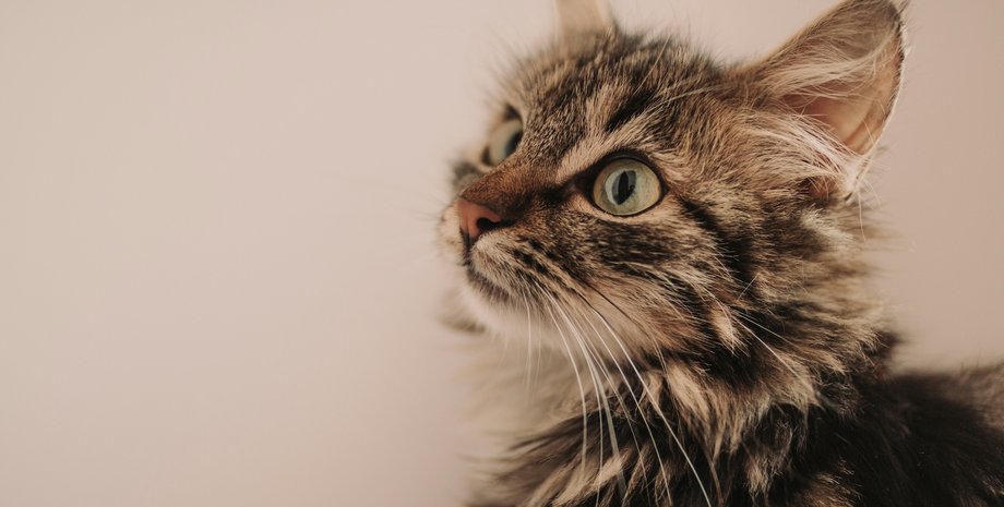 поведение кошек