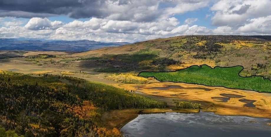 пандо, лес пандо, голос пандо