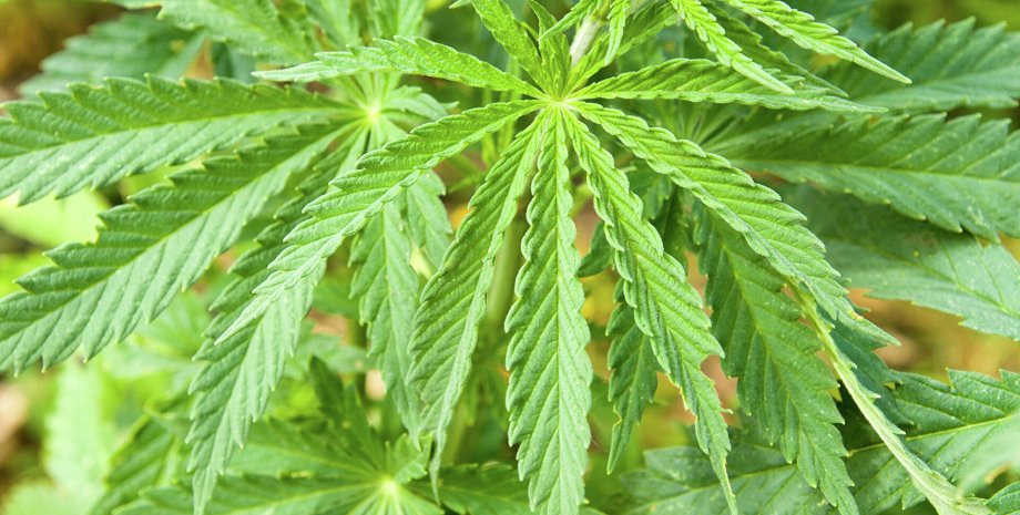 Марихуана 6 месяцев марихуана священное растение