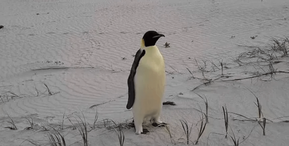 Laut Wissenschaftlern folgten der junge Pinguin den Strömungen, in denen es viel...