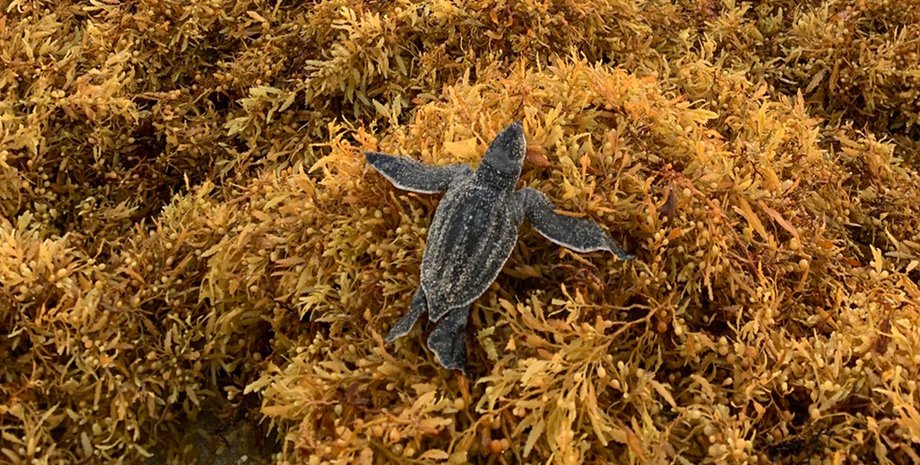чеерпаха саргасум на узбережжі