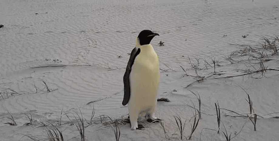 Императорский пингвин