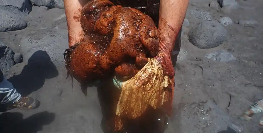 амбра, кашалот, кит, сокровище