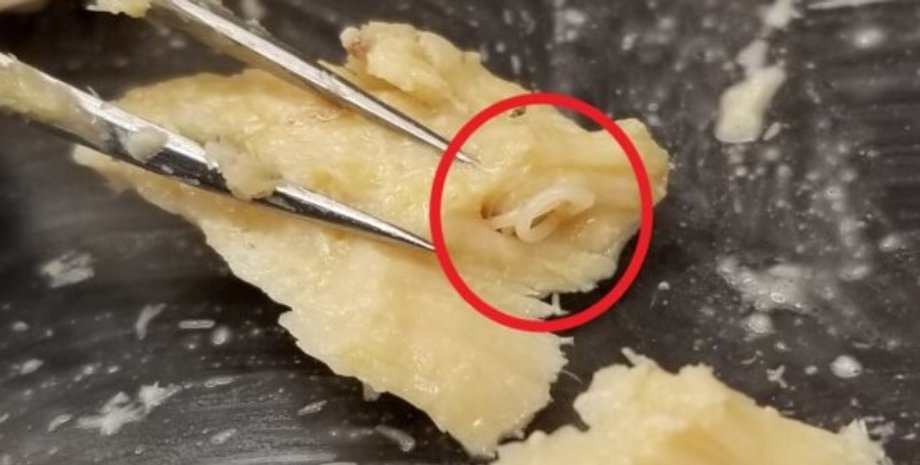 консервований лосось, лосось консерва