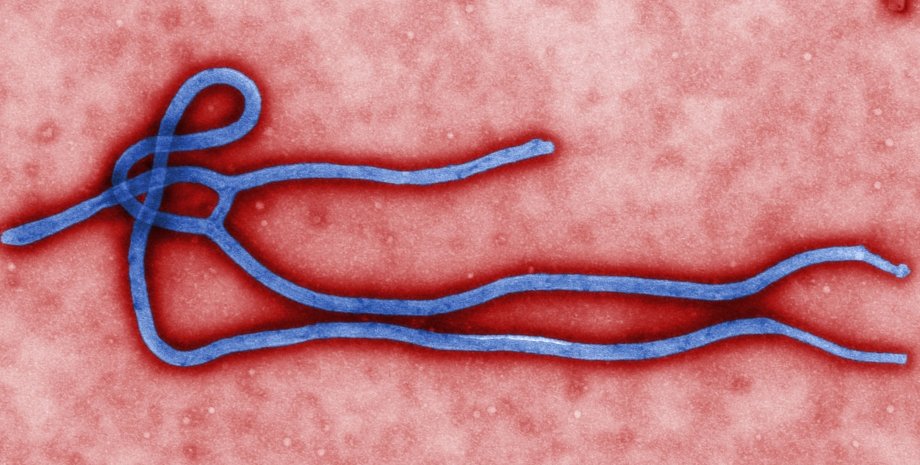 Эбола, вирусы, Гвинея, ДРК