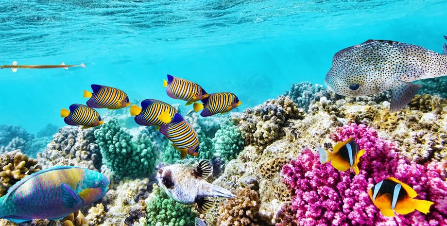 Фото: National Geographic