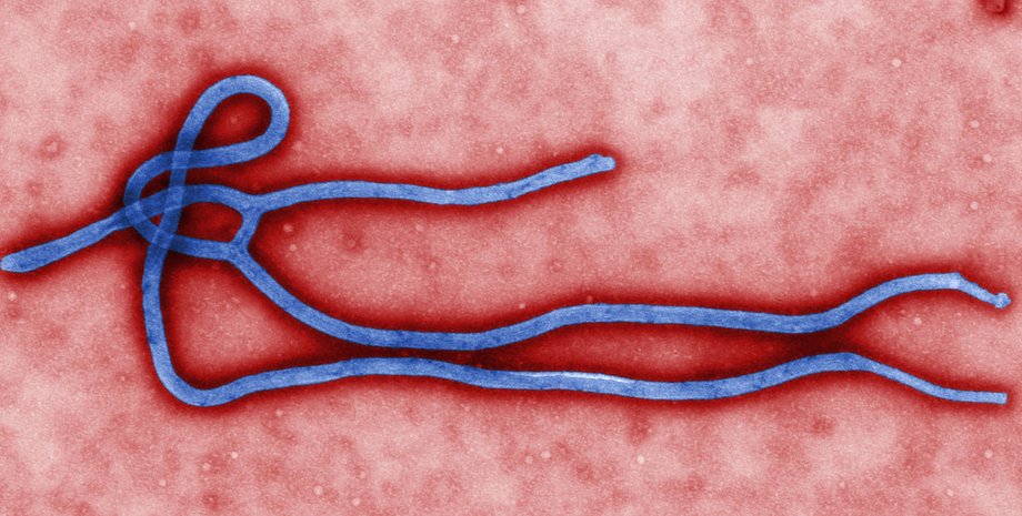 Ебола, віруси, Гвінея, ДРК