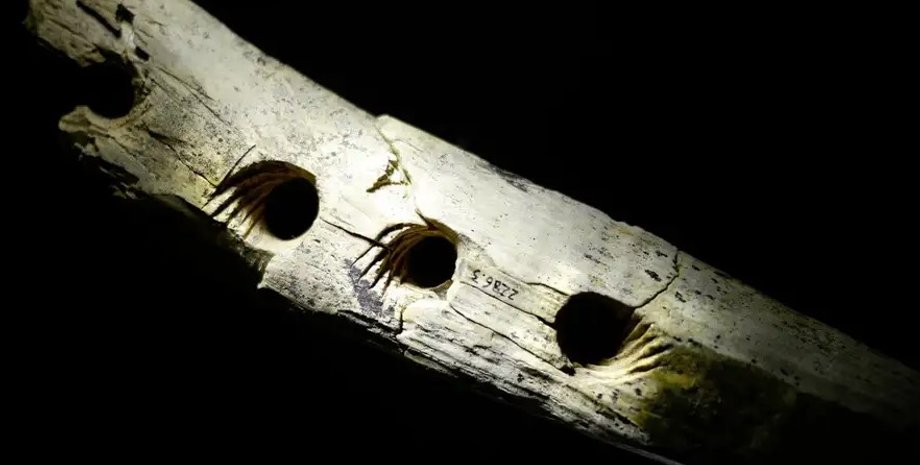 бивень мамонта, инструмент