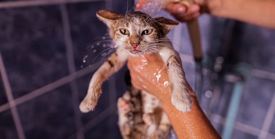 кошки, купание кошек, кошки купание