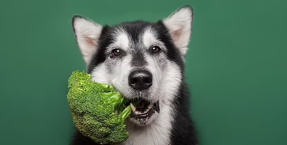 Хаски, порода собак