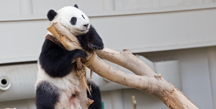 панда, гігантська панда, лян лян, дитинча панди, ведмежа, китай, Малайзія, народилася панда