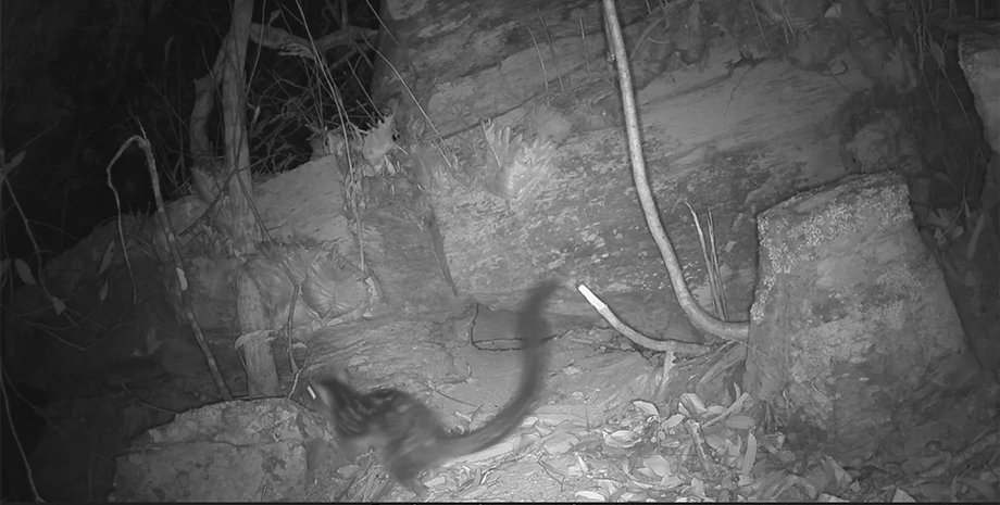 сучатая куница австралия