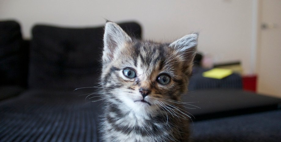 Фото: wutheringbites.co.uk