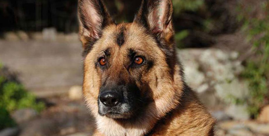 Фото из открытых источников